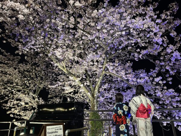 天橋立の桜